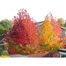 feuillage du copalme à l'automne