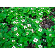 cornouiller tapissant en fleurs - floraison de mai à aout