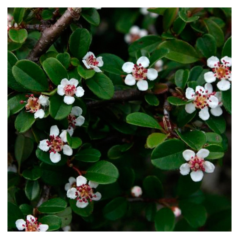 fleurs blanches en mai du cotoneaster Eichholz