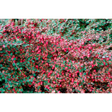 baies du cotoneaster eichholz en automne
