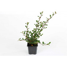 cotoneaster rampant eichholz en pot de 9 cm