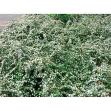 cotoneaster coral beauty en buisson