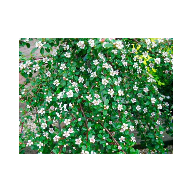 fleurs du cotoneaster coral beauty - floraison en mai juin fleurs du cotoneaster coral beauty - floraison en mai juin