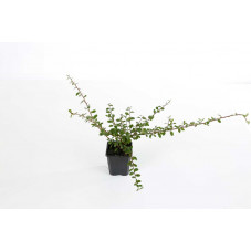 cotoneaster coral beauty en pot de 9 cm