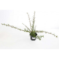 cotoneaster coral beauty 40/50 cm en pot de 1 litres