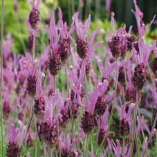 fleurs de la lavande papillon en juin juillet