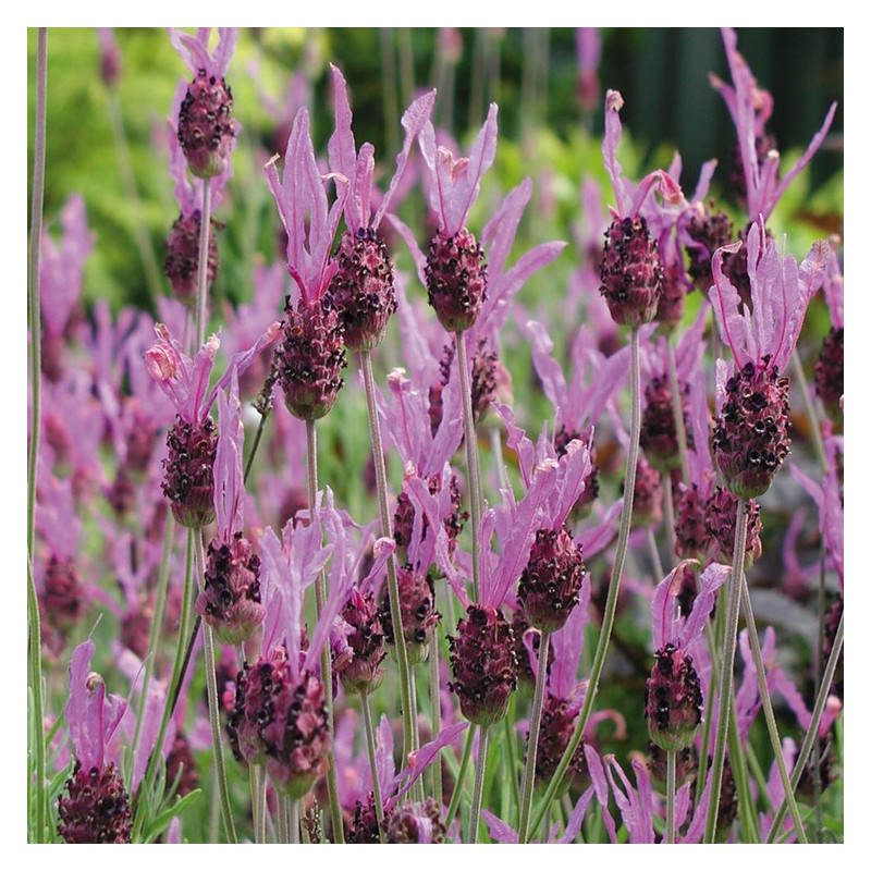 fleurs de la lavande papillon en juin juillet