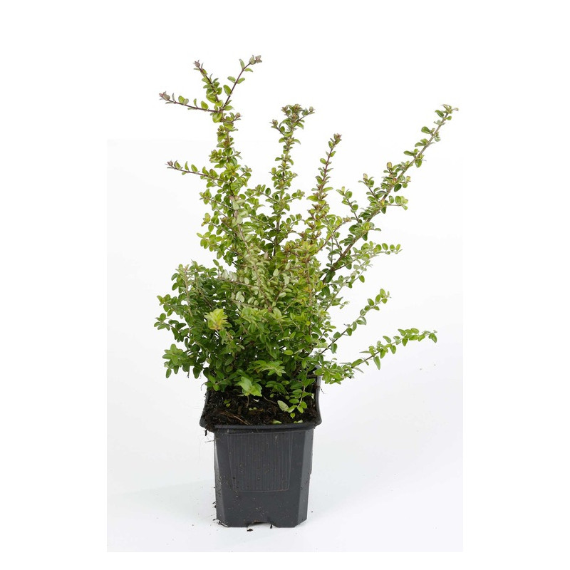 chèvrefeuille Ernest Wilson en pot de 9 cm 20/30 cm chèvrefeuille Ernest Wilson en pot de 9 cm 20/30 cm