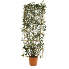 photinia fraseri Red Robin en espalier 250 cm x 100 cm pot de 55 litres