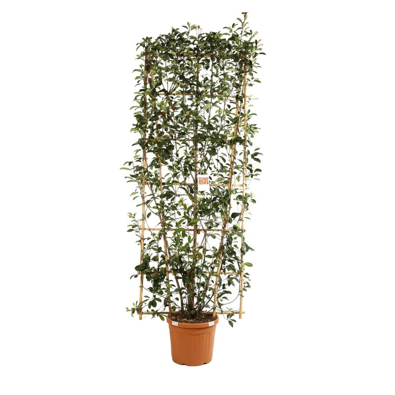 photinia fraseri Red Robin en espalier 250 cm x 100 cm pot de 55 litres