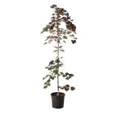 arbre du Judée Ruby Falls taille 175 cm pot de 20 litres