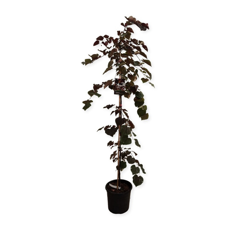arbre de Judée - cercis Ruby Falls taille 175 cm arbre de Judée - cercis Ruby Falls taille 175 cm