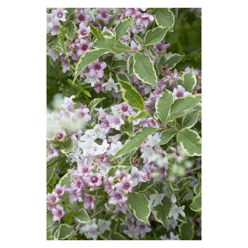 wegelia nana variégata - weigelia en fleurs de juin à septembre