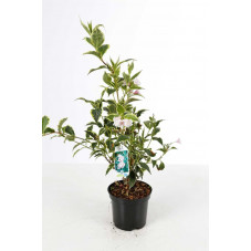 weigélia nana variegata en pot de 3 litres 40/50 cm