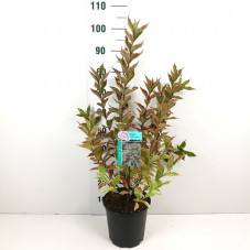 weigélia nana variegata en pot de 6.5 litres 60/80 cm