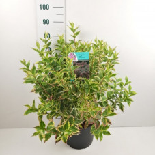 weigelia nana variegata en pot de 10 litres - 80/90 cm