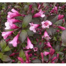 fleurs du weigelia foliis purpureis - floraison en mai juin