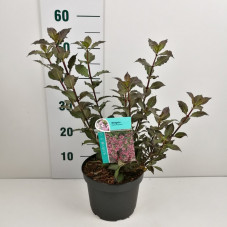 weigelia foliis pourpre en pot de 6.5 litres