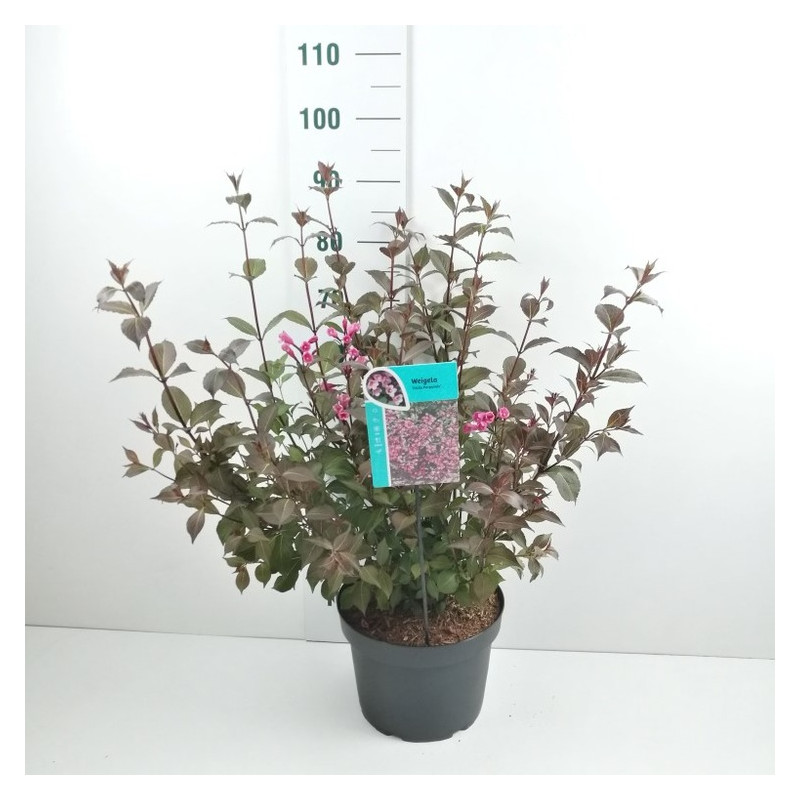 weigelia foliis pourpre en pot de 10 litres