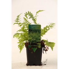 dryopteris - fougère mâle en pot de 9 cm