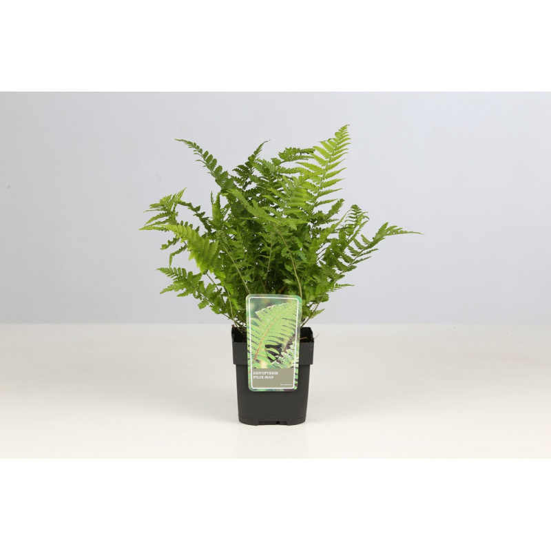 dryopteris - fougère mâle en pot de 2 litres