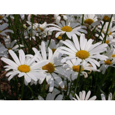 marguerite d'été Maikonigin - leucanthemum à grandes fleurs - floraison mai juin juillet