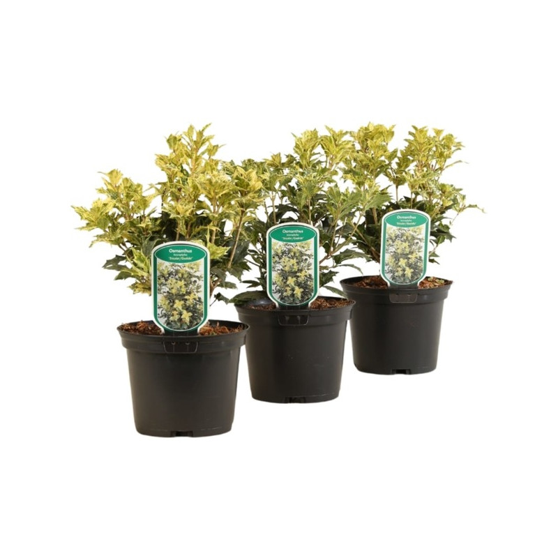 osmanthe - osmanthus heterophyllus goshiki en pot de 3 litres 20/30 cm osmanthe - osmanthus heterophyllus goshiki en pot de 3 litres 20/30 cm
