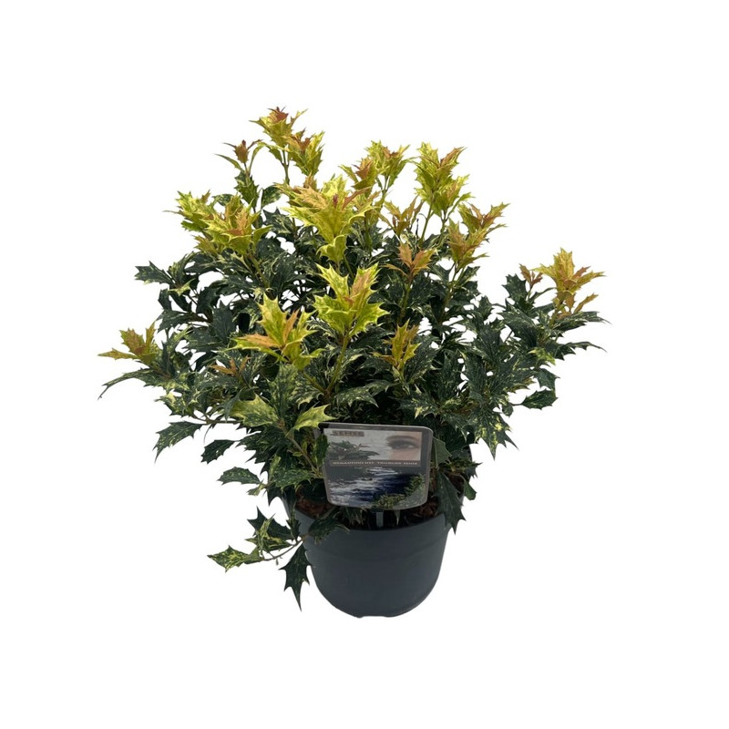 osmanthus tricolor 50 cm en pot de 23 cm