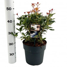 osmanthus tricolor 40 cm en pot de 17 cm