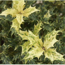 feuillage de l'osmanthus tricolor en été