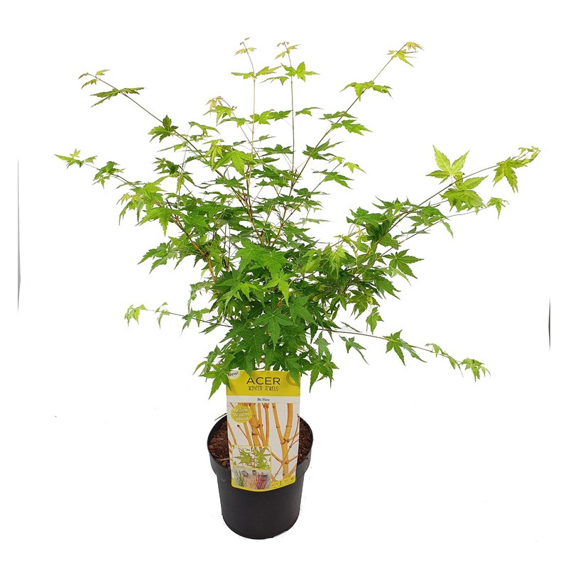 érable du Japon Bi Hoo 50 cm en pot de 3/4 litres