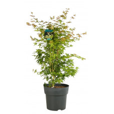 érable du Japon Bi - Hoo 125 cm en pot de 20 litres