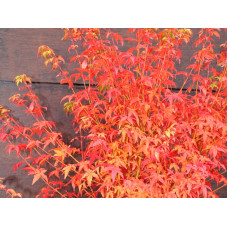 feuillage de l'érable du Japon Bi Hoo à l'automne