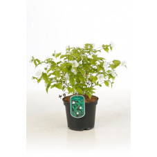 fausse corète - rhodotypos scandens 40/50 cm pot de 3 litres