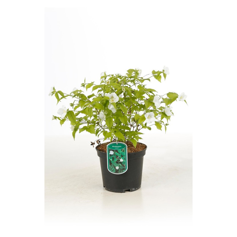 fausse corète - rhodotypos scandens 40/50 cm pot de 3 litres fausse corète - rhodotypos scandens 40/50 cm pot de 3 litres