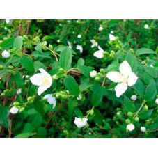 fleurs blanches simples du seringat lemoinei - floraison en juin juillet