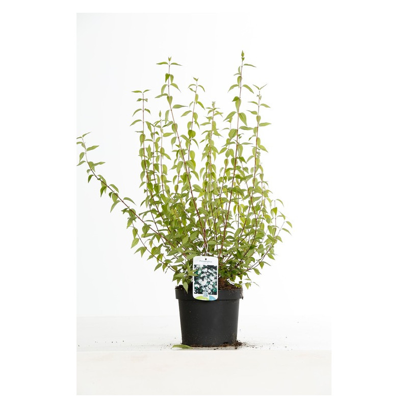seringat lemoinei à fleurs blanches en pot de 3 litres 60/80 cm