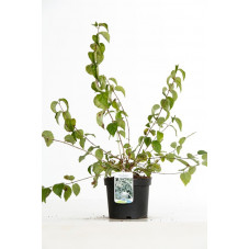 seringat Schneesturm en pot de 3 litres 50/70 cm