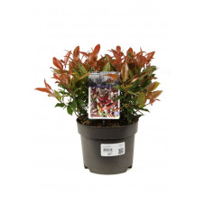 leucothoe Zeblid 25/30 cm pot de 17 cm