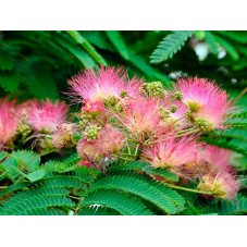 fleurs roses de l'albizia rosea en été