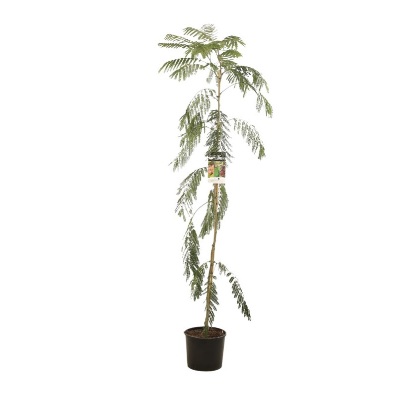 arbre à soie à fleurs roses en baliveau 175/200 cm pot de 10 litres arbre à soie à fleurs roses en baliveau 175/200 cm pot de 10 litres