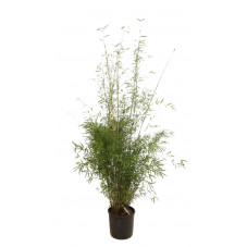 fargesia augustissima 125/140 cm en pot de 12 litres