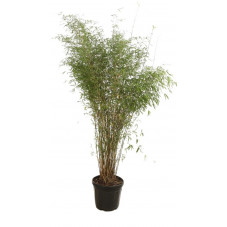 fargesia augustissima 150/175 cm en pot de 12 litres