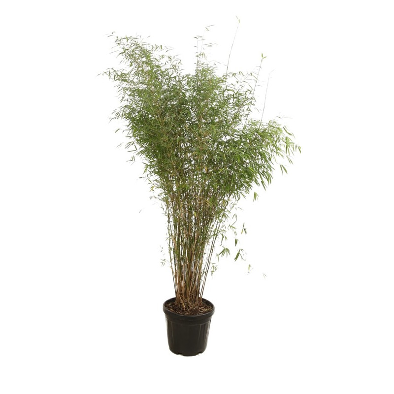 fargesia augustissima 150/175 cm en pot de 12 litres