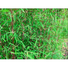 feuillage et tiges du bambou fargesia jiuzhaigou - persistant