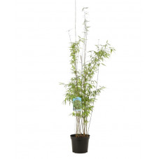 bambou fargesia jiuzhaigou en taille 60/80 cm pot de 3 litres