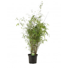 bambou fargesia jiuzhaigou en 100//+ cm pot de 5 litres