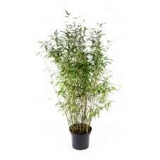 bambou fargesia mureliae Dino 125/150 cm en pot de 20 litres - grosse touffe