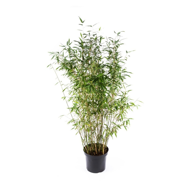 bambou fargesia mureliae Dino 125/150 cm en pot de 20 litres - grosse touffe