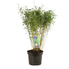 bambou fargesia Panda 60/80 cm en pot de 10 litres